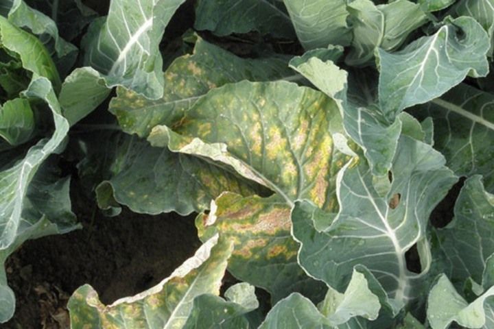 powdery mildew on cabbage