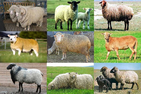 chov ovcí v Rusku