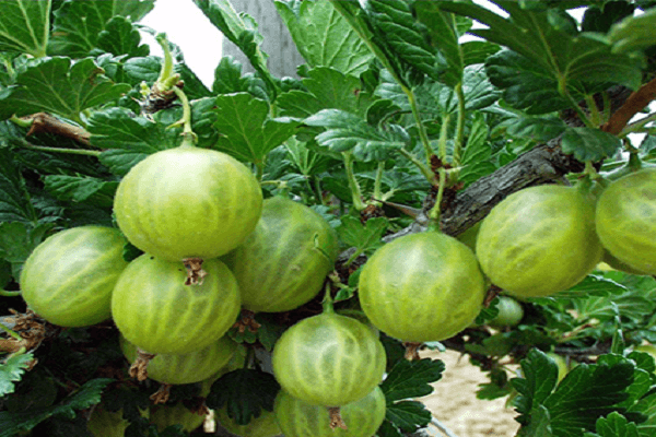 Červené slovanské bobule 