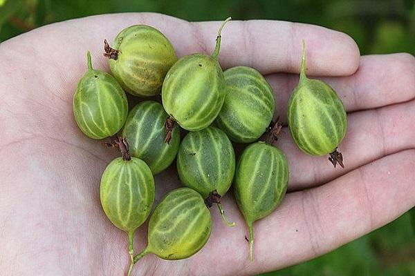 Frucht Zwergwal 