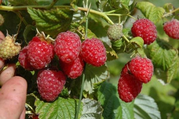 Barnaul raspberry