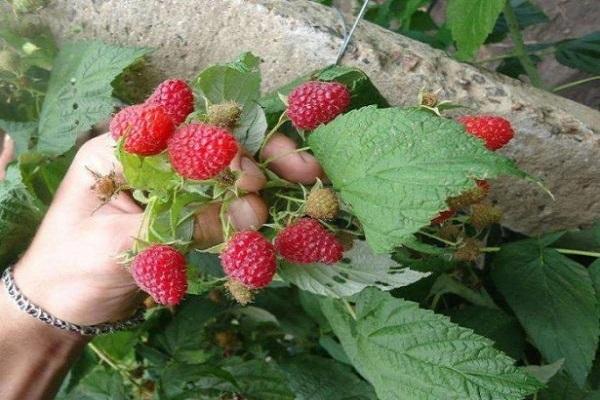 berry in hands 