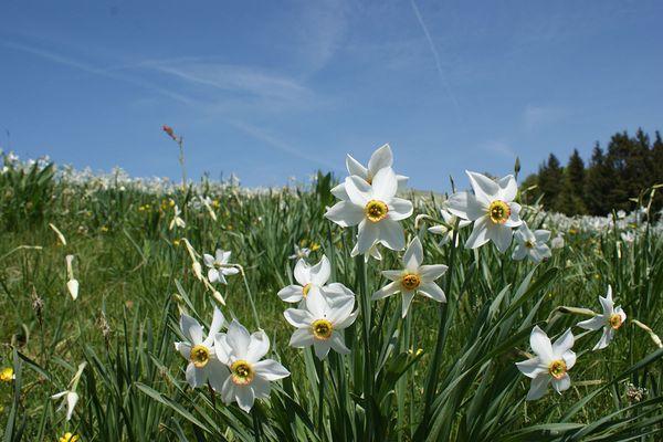 Poetični narcis