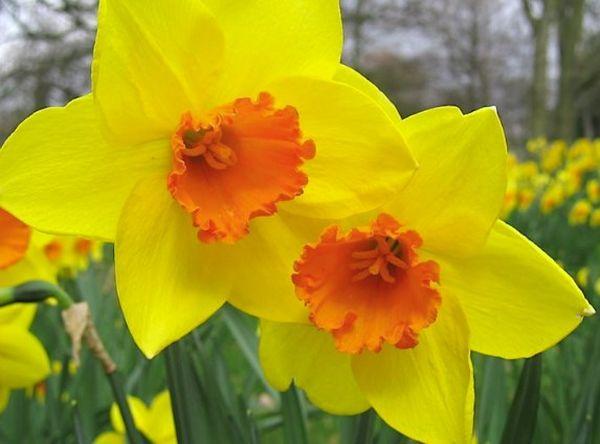 Narcis Grootgekroond