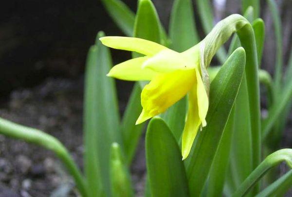 Narcissus Cyclamenoides