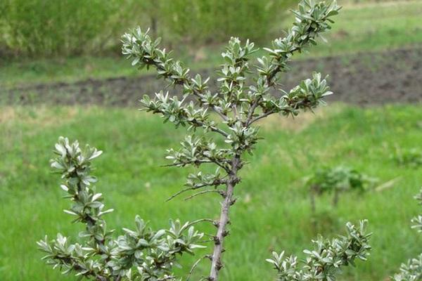 kleiner Baum 