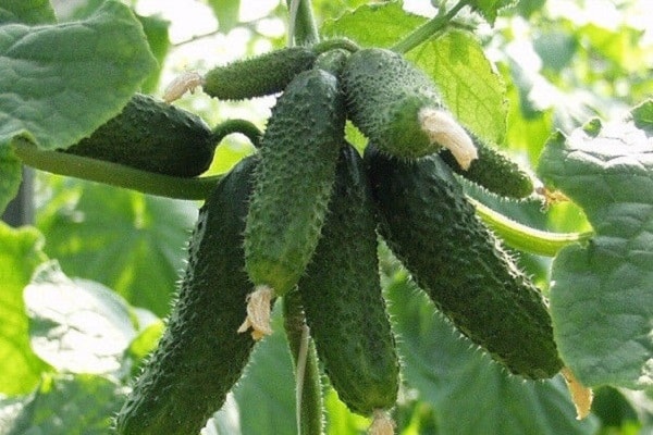 fruit zonder bitterheid