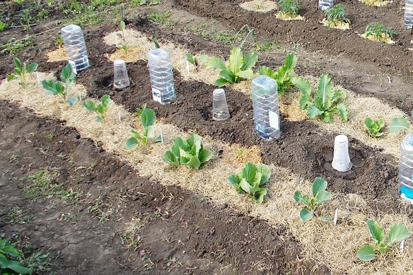 flowering variety