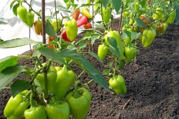 lumalaki sa isang greenhouse 