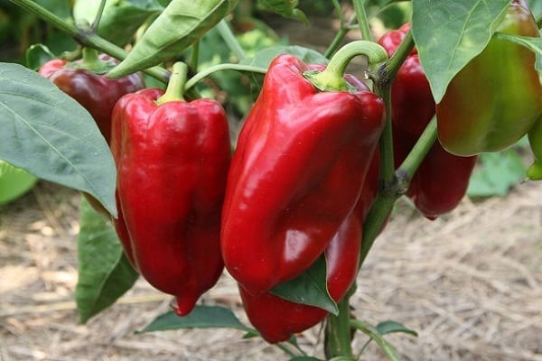 paprika fajta 