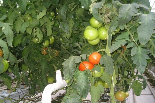 Tomate Saratov