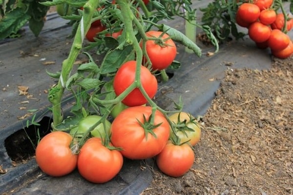 tomates redondos