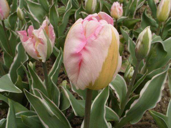 tulipán triumfovat vandeful