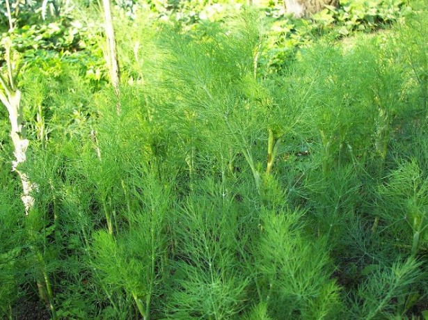 dill bush