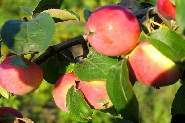 manzana salvada 