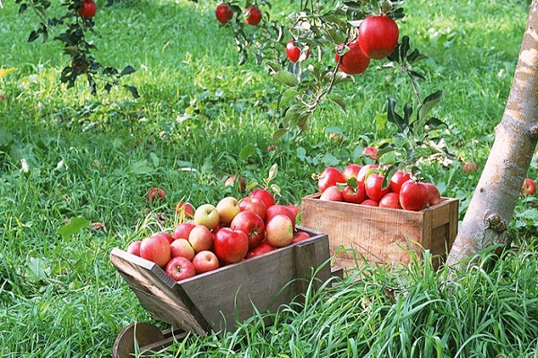 manzanas en una caja 