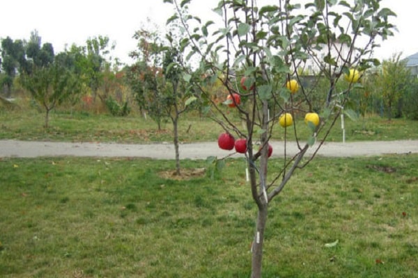 arbusto de manzana 