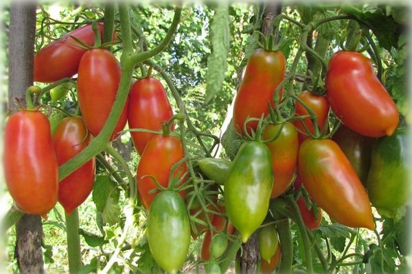 pěstování odrůd rajčat