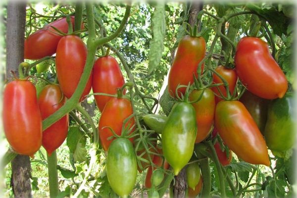 Anbau von Tomatensorten