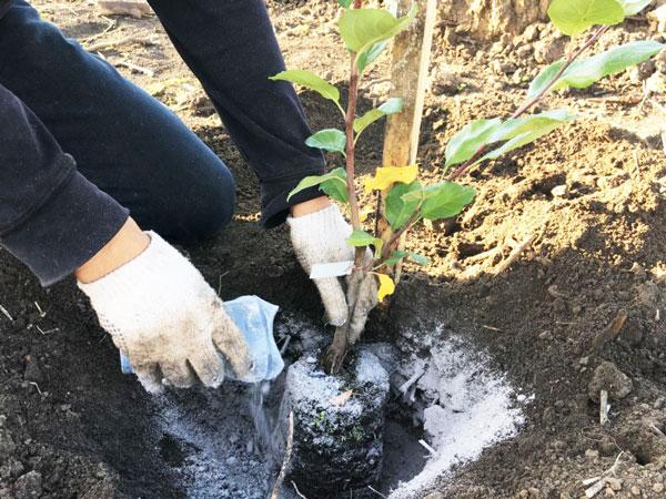 transplante de flores 