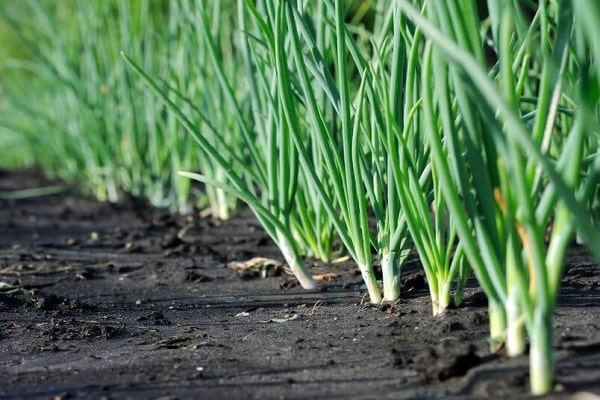 het dwingen van groen