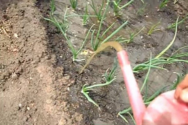 presència de males herbes