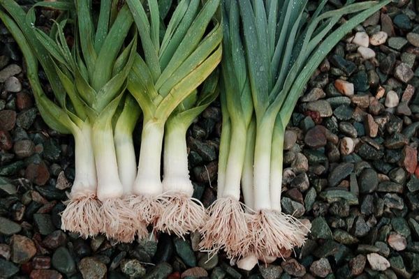 Wann sollte man Lauch zur Lagerung aus dem Garten entfernen?