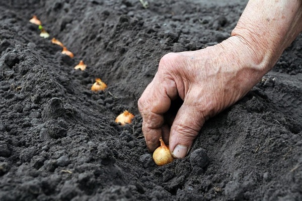 onions in the soil