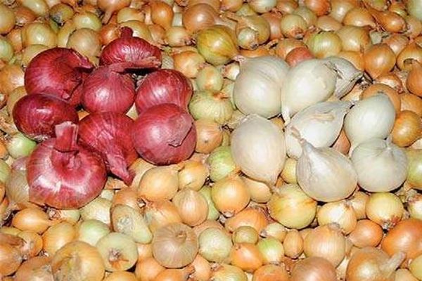 onion varieties