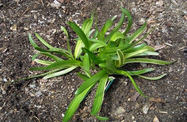 Bow Slime avoimessa maassa