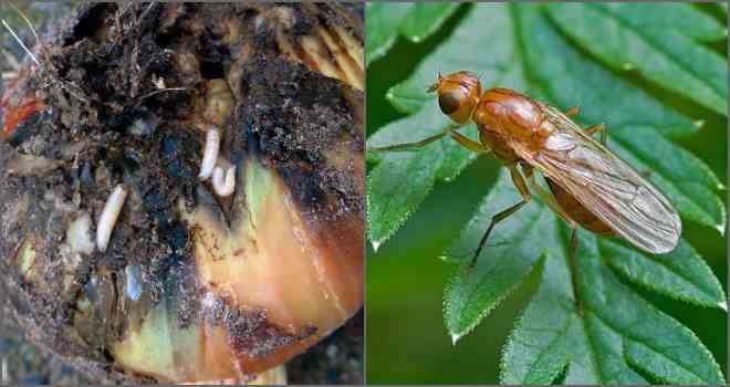 apariencia de la mosca de la cebolla