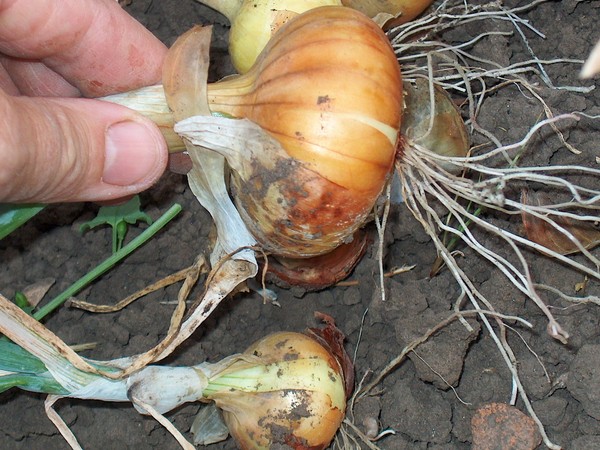 cibule poškozená mouchou cibulovou