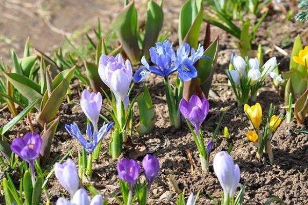 flower bed 