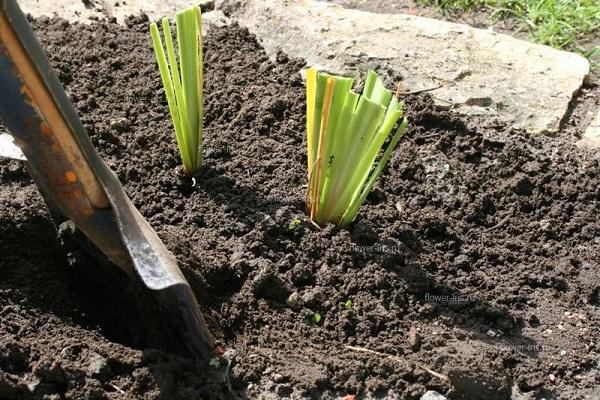 planting a bush 