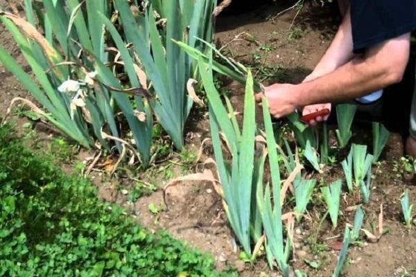 limpiando el macizo de flores 