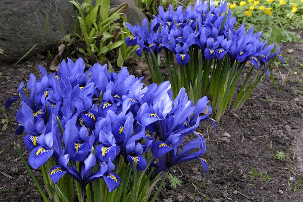 bolvormig voortplanten