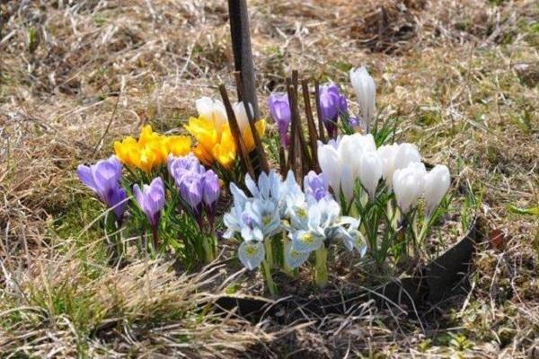 Dutch iris