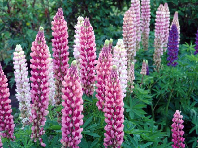 lupine variëteit 