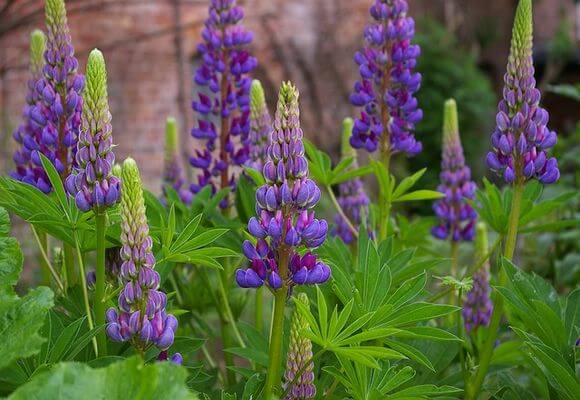 lupine variëteit 