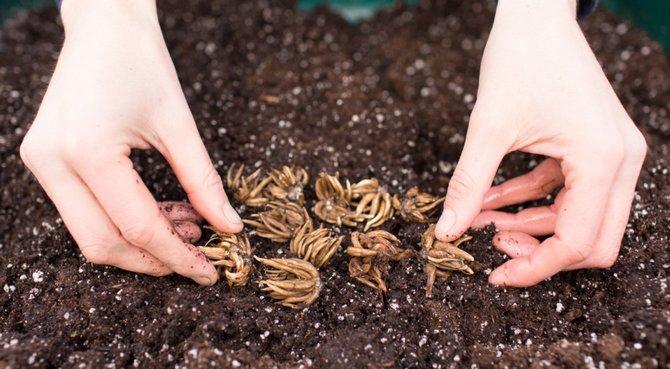 planting flowers