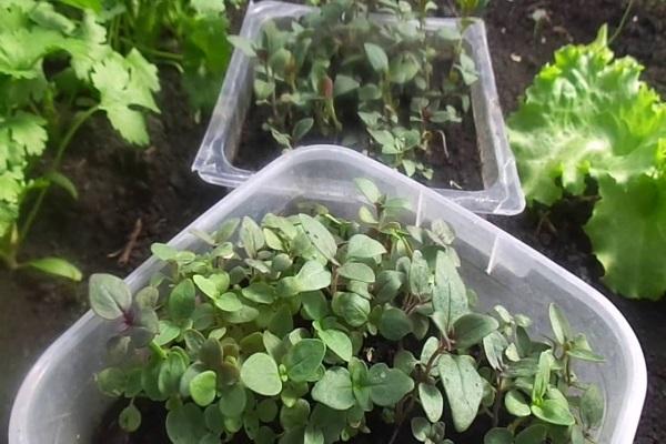 containers of flowers 