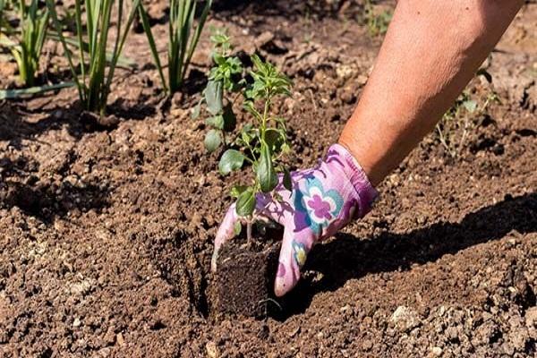 plant in the ground 