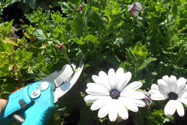 winter pruning 