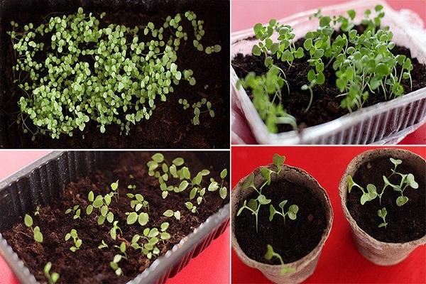 plant seedlings 