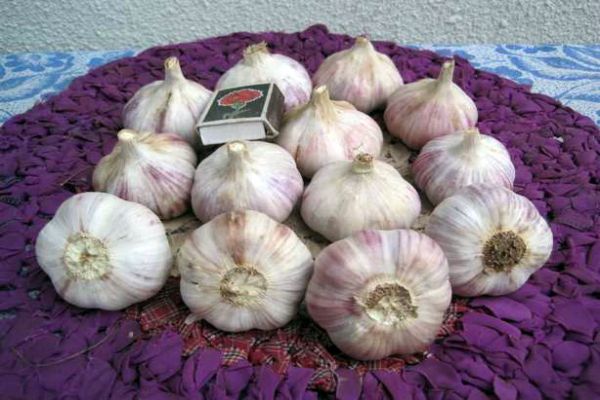 garlic on the mat