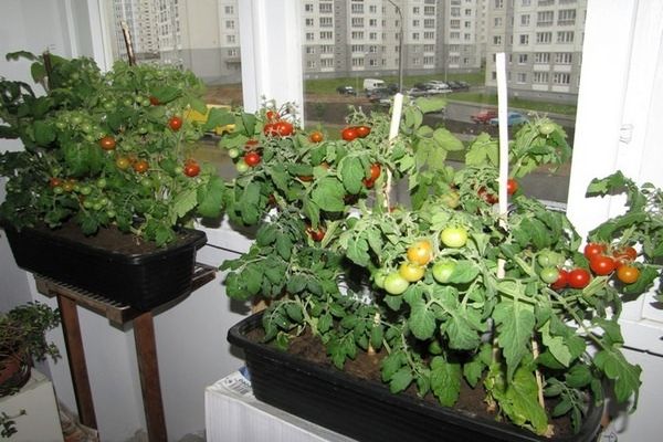 rajčata na balkoně