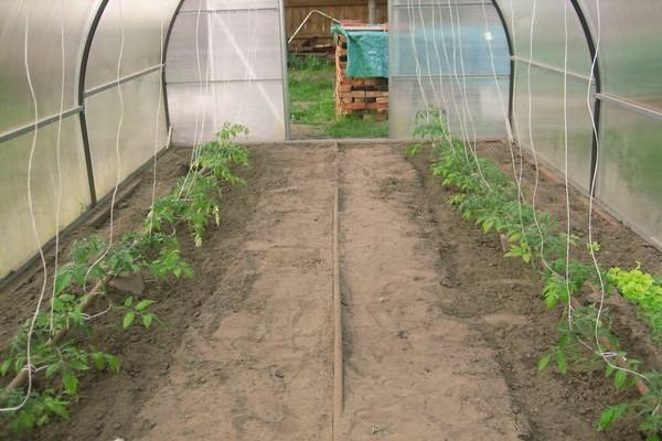 tomatoes in a greenhouse