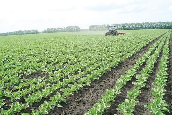 campo sem ervas daninhas 