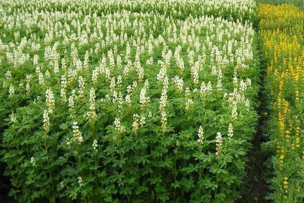 lupine als groenbemester