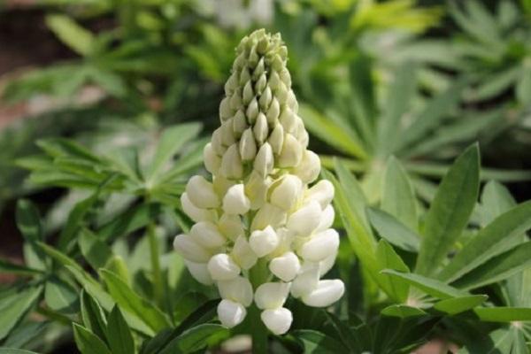 white Lupinus